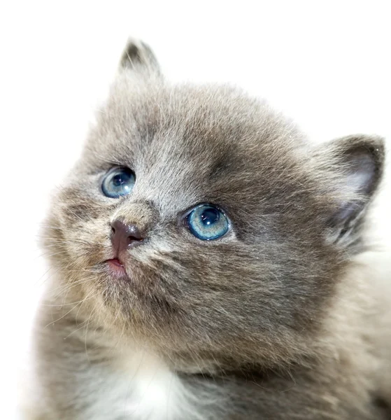 Ładny szary kotek — Zdjęcie stockowe