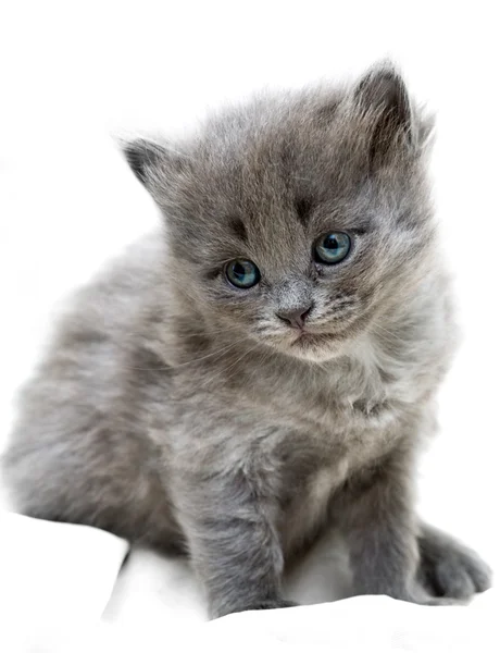 Nice grey kitten — Stockfoto