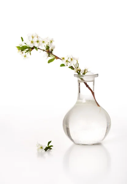 Vaso con ramo di ciliegia — Foto Stock
