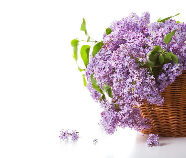 Lilás florescente em uma cesta — Fotografia de Stock