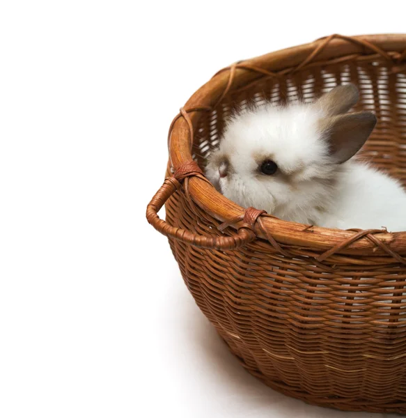 stock image Small bunny in a basket