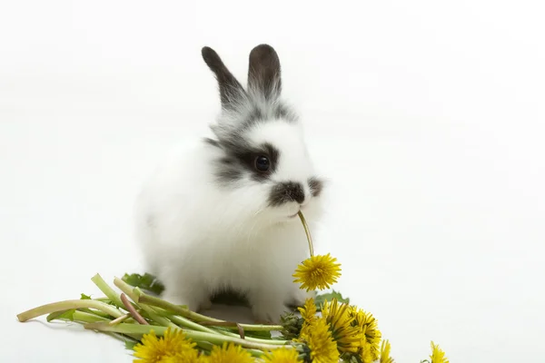 Baby rabbit with a dandelion — Stock Photo, Image