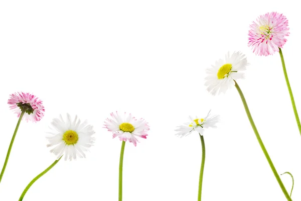 Daisies on a white background — Stock Photo, Image