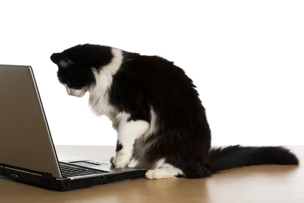 Kedi ve laptop — Stok fotoğraf