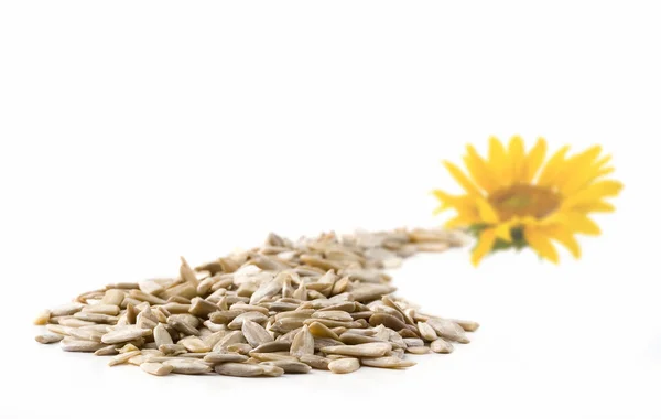 Girassol e sementes — Fotografia de Stock