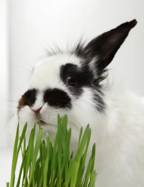 Rabbit eats grass — Stock Photo, Image