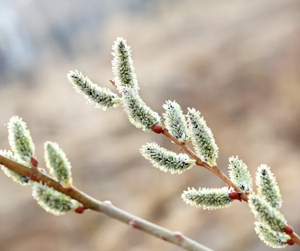 春の猫-柳の枝 — ストック写真