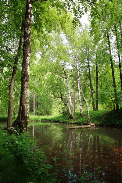 stock image Spring pond in forest