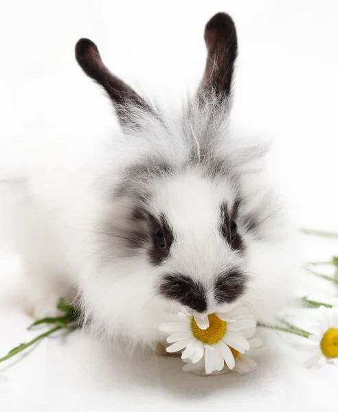 Rabbit with chamomile — Stock Photo, Image