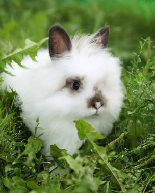 beyaz tavşan yürüyüş