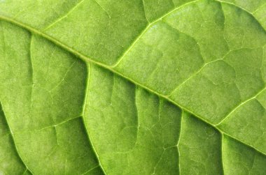 yeşil yaprak dokusu