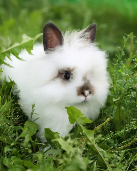 White rabbit on walk — Stock Photo, Image