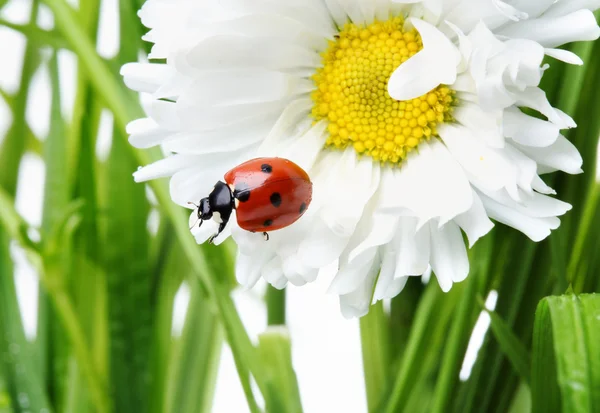 Lieveheersbeestje in een daisy — Stockfoto