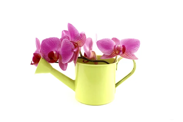 Orchideen. lizenzfreie Stockbilder