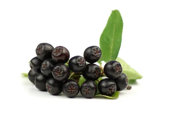 Aronia - Black Chokeberry. — Stock Photo, Image