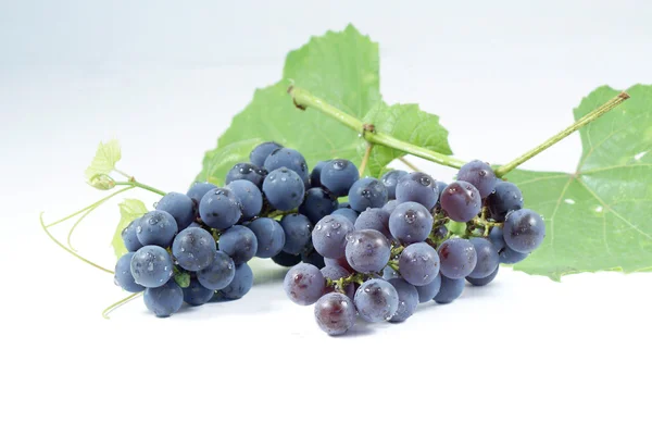 Grapes. — Stock Photo, Image