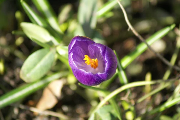 Spring - çiçek.