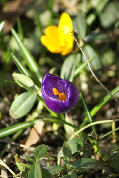 primavera - dos flores.