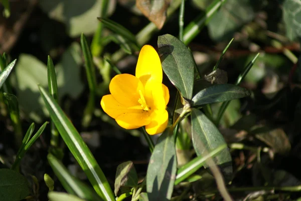 Spring - çiçek.