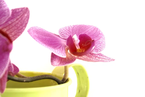 Orchideen. Stockbild