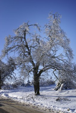 Winter tree. clipart