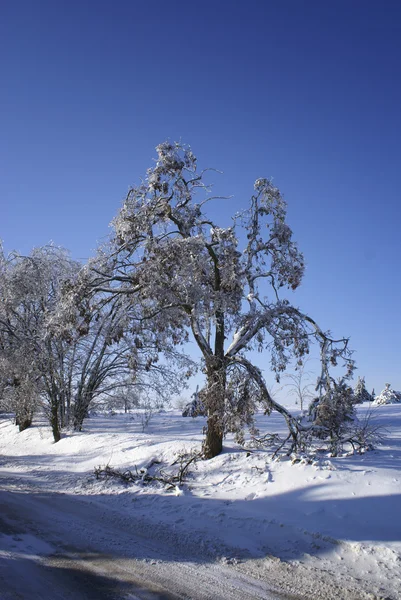 Kış ağacı. — Stok fotoğraf