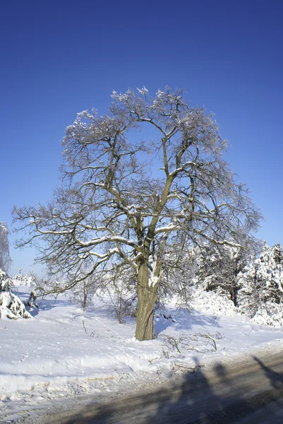 冬の木. — ストック写真