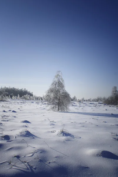 Зимнее дерево. Стоковая Картинка