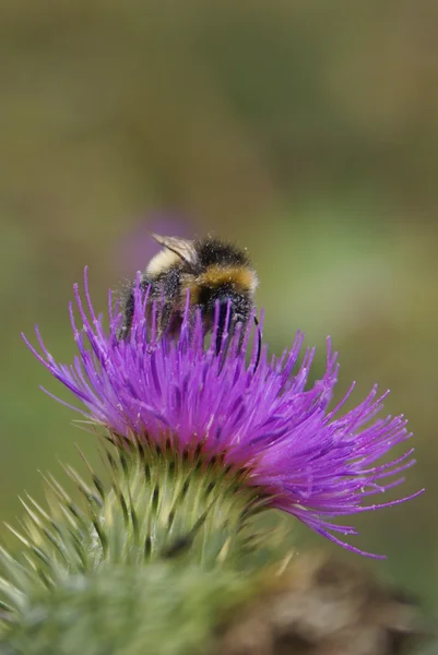 Bumblebee. — Stock Photo, Image