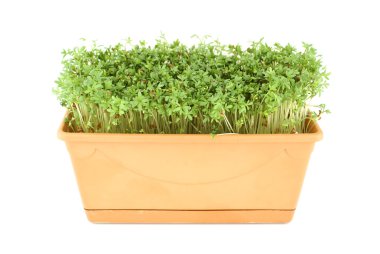 Garden cress. clipart