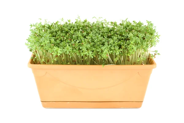 Garden cress.