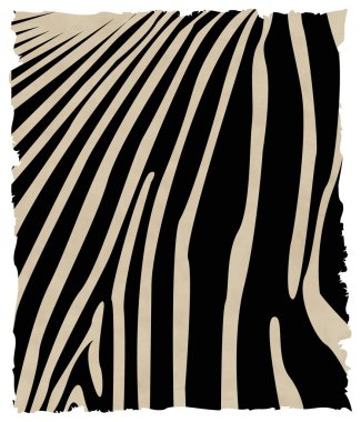 Zebra derisi