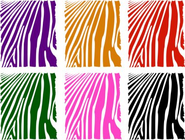 Vector color zebra skin set clipart