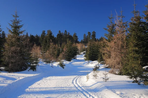 stock image Winter