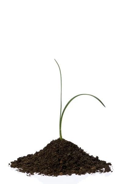 Wachsende Pflanze — Stockfoto