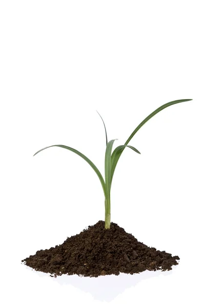 Groeiende plant — Stockfoto