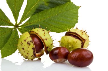 Chestnut isolated on white background clipart