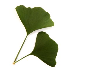 Ginkgo biloba leaves isolated on white clipart