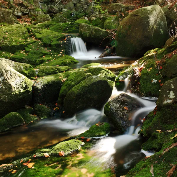 Brook in forest — Stock Photo, Image