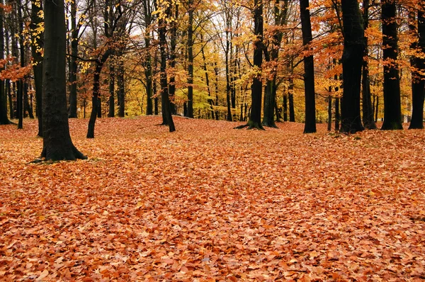 Parque de otoño — Foto de Stock