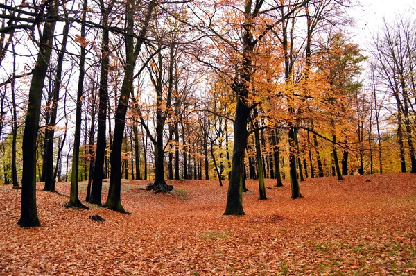 Jesienny park — Zdjęcie stockowe