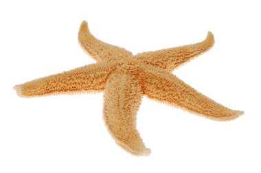 Starfish isolated on white clipart