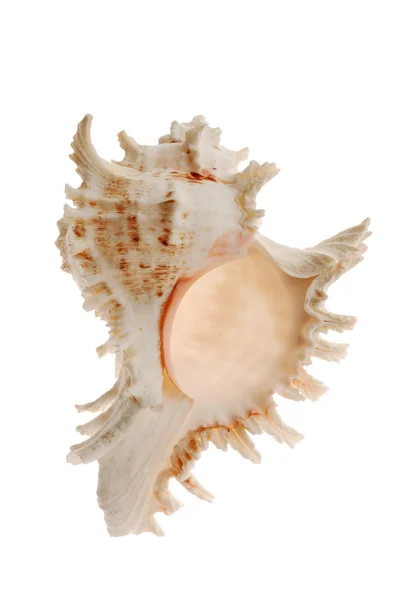 Seashell aislado en blanco — Foto de Stock