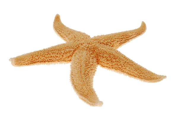 Starfish isolated on white — Stock Photo, Image