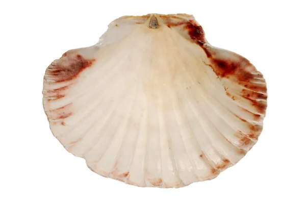 Seashell aislado en blanco —  Fotos de Stock