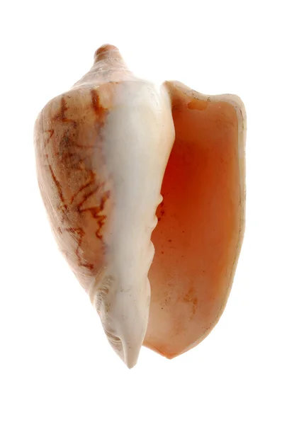 흰색으로 분리 된 조개껍데기 — 스톡 사진