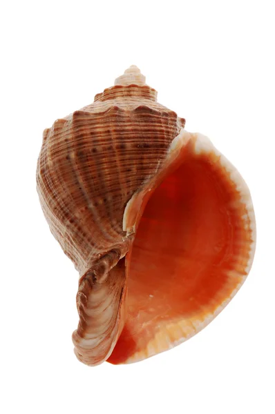 Seashell aislado en blanco —  Fotos de Stock
