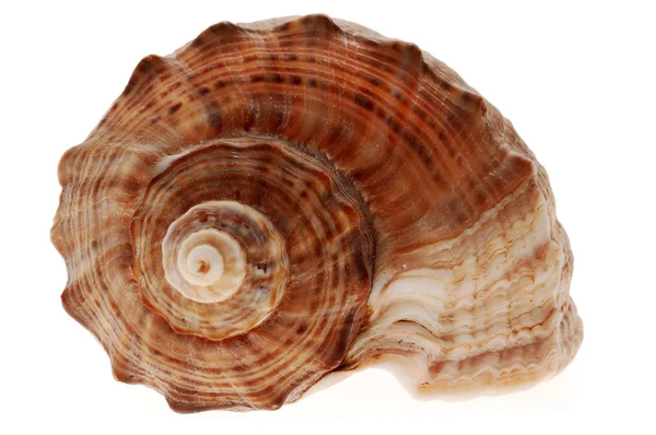 Fehér kagylóra izolált kagyló — Stock Fotó