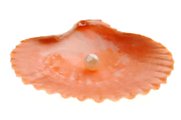 Seashell eristetty valkoinen — kuvapankkivalokuva
