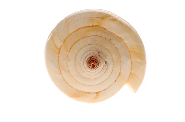 Muschel isoliert auf weiß — Stockfoto